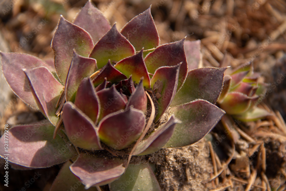 Natural background Cactus is a succulent plant. close-up. Natural background Cactus is a succulent plant. close-up.