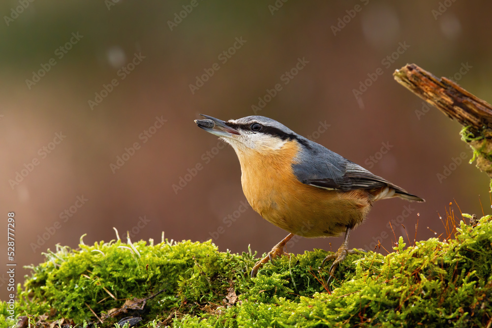 Eurasian nuthatch, sitta europaea, holding sunflower seed in beak in autumn. Colorful bird sitting on mossed wood in fall. Yellow and blue feathered animal eating on tree. Eurasian nuthatch, sitta europaea, holding sunflower seed in beak in autumn. Colorful bird sitting on mossed wood in fall. Yellow and blue feathered animal eating on tree.