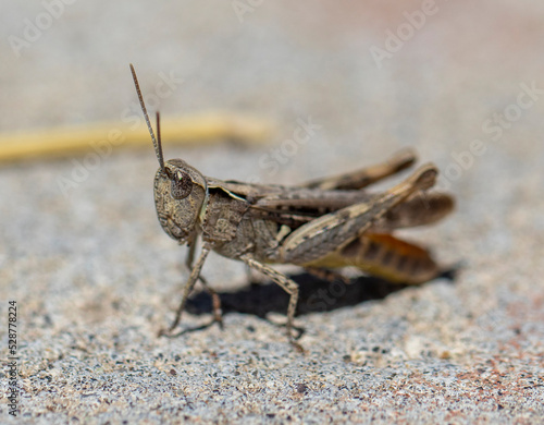 close-up macro cute grasshopper beetle. © Hatice