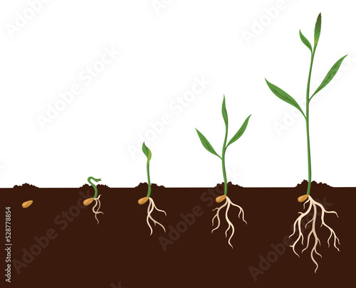 Growth process steps. Seeds sprout in ground. Steps sequence of germinating seedlings. Development cycle of vegetables in nature. Sprout growth process infographic