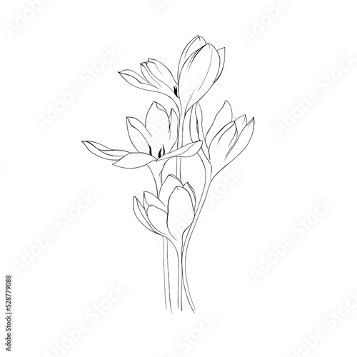 Drawing graphics with floral pattern for design. Floral flower natural design...