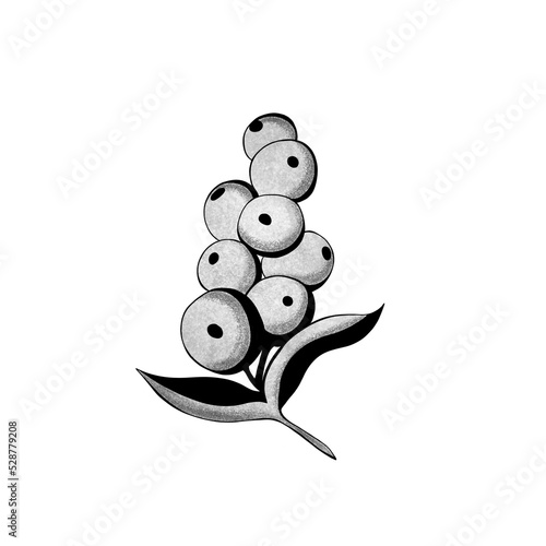 Sprig with red berries. Hand drawn watercolor illustration isolated on white ...