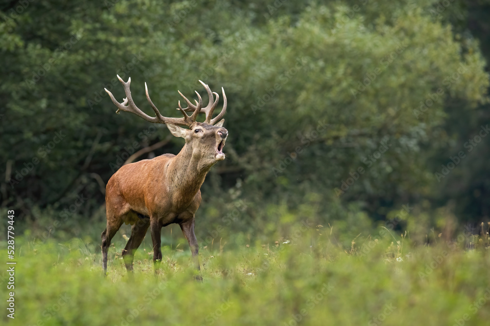 Red deer, cervus elaphus, challenging on meadow in autumn mating season. Stag roaring on green field in fall nature. Brown mammal bellowing on pasture. Red deer, cervus elaphus, challenging on meadow in autumn mating season. Stag roaring on green field in fall nature. Brown mammal bellowing on pasture.