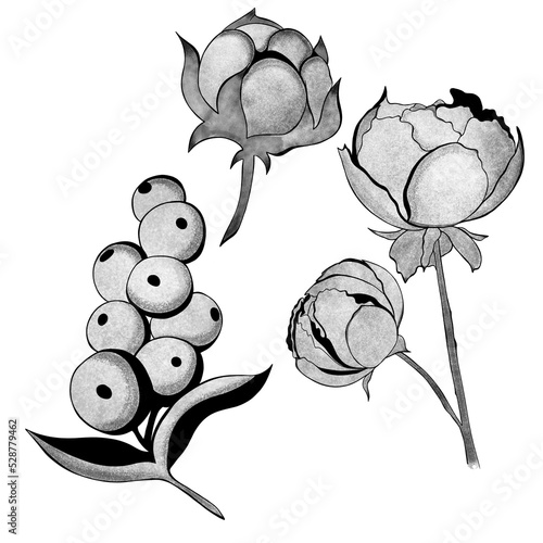 Large set of berries, flowers and cotton. Botanical element template for grap...