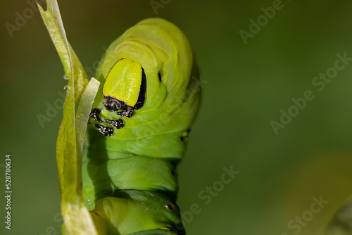 Quadro su tela frontal view of an adult acherontia atropos caterpillar on a branch of a potato plant with green background