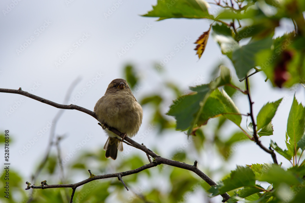 Fototapeta premium house sparrow sitting on a tree branch on a sunny summer day