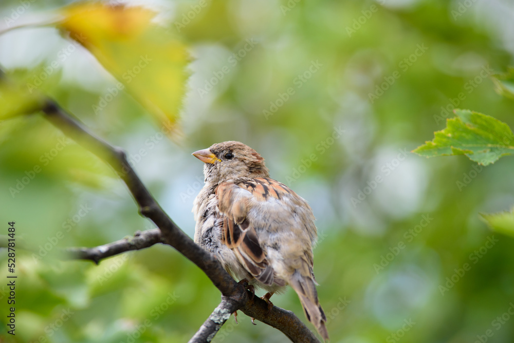 Fototapeta premium house sparrow sitting on a tree branch on a sunny summer day