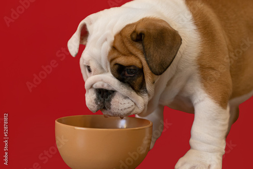 Cute English bulldog puppy. Pets. A thoroughbred dog drinks water from a bowl © Alexander