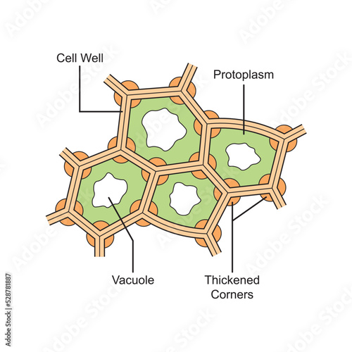 Scientific Designing of Collenchyma Structure. The Plant Tissue That Consists of Living Elongated Cells. Colorful Symbols. Vector Illustration. photo