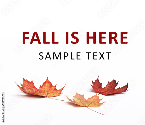 Autumn leaves lie on a white floor. Fall composition with colorful leaves and copy space for Autumn Sale or poster.