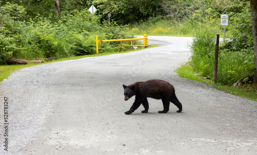 Black Bear in a city park. Spring Season. Minnekhada Regional Park  Coquitlam  Vancouver  British Columbia  Canada.