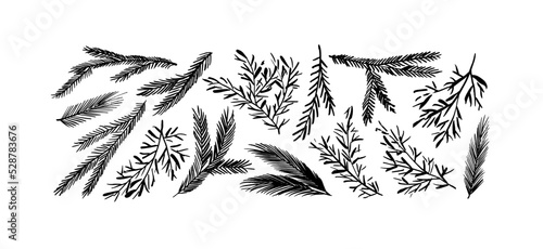 Hand drawn ink fir tree and pine branches collection. Hand sketched floral design elements for Christmas. Botanical illustration pine branches and spruce isolated on white background.