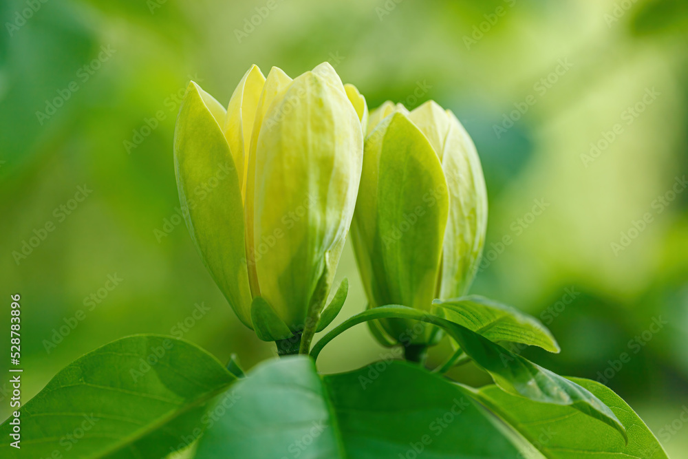 beautiful magnolia branch during yellow flowering beautiful magnolia branch during yellow flowering