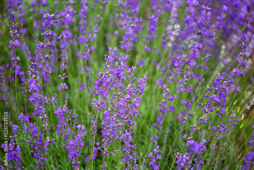 Purple violet color lavender flower field closeup background.