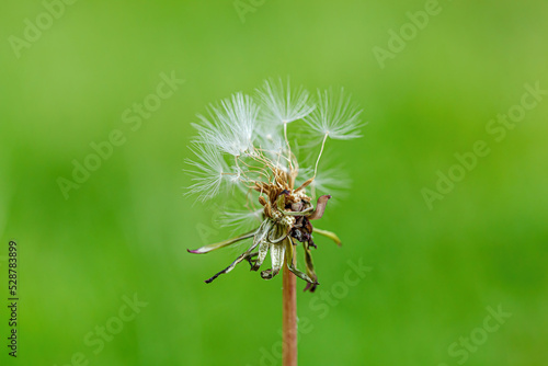 dandelion on a background of green gras © Minakryn Ruslan 