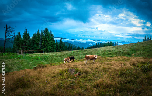 Pasture of cows and bulls in the Ukrainian Carpathian mountains