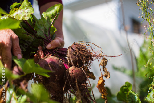 Farmer's hands harvest crop of beet in the garden. Plantation work. Autumn harvest and healthy organic food concept close up with selective focus