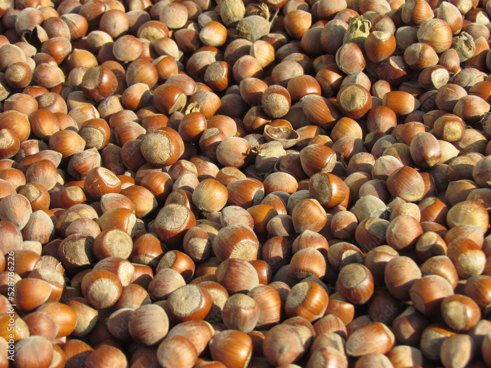 pile of fresh shelled hazelnuts pile of fresh shelled hazelnuts