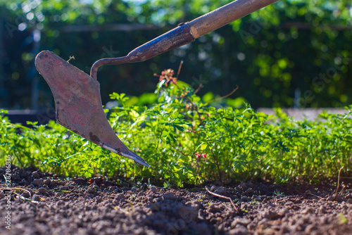 Farmer cultivating land in the garden with hand tools. Soil loosening. Gardening concept. Agricultural work on the plantation