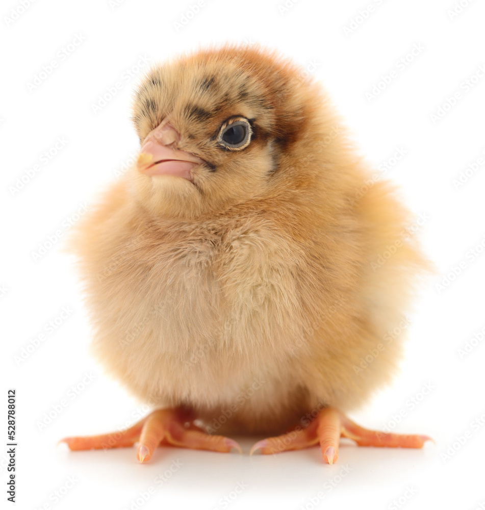 Obraz premium Small brown chicken