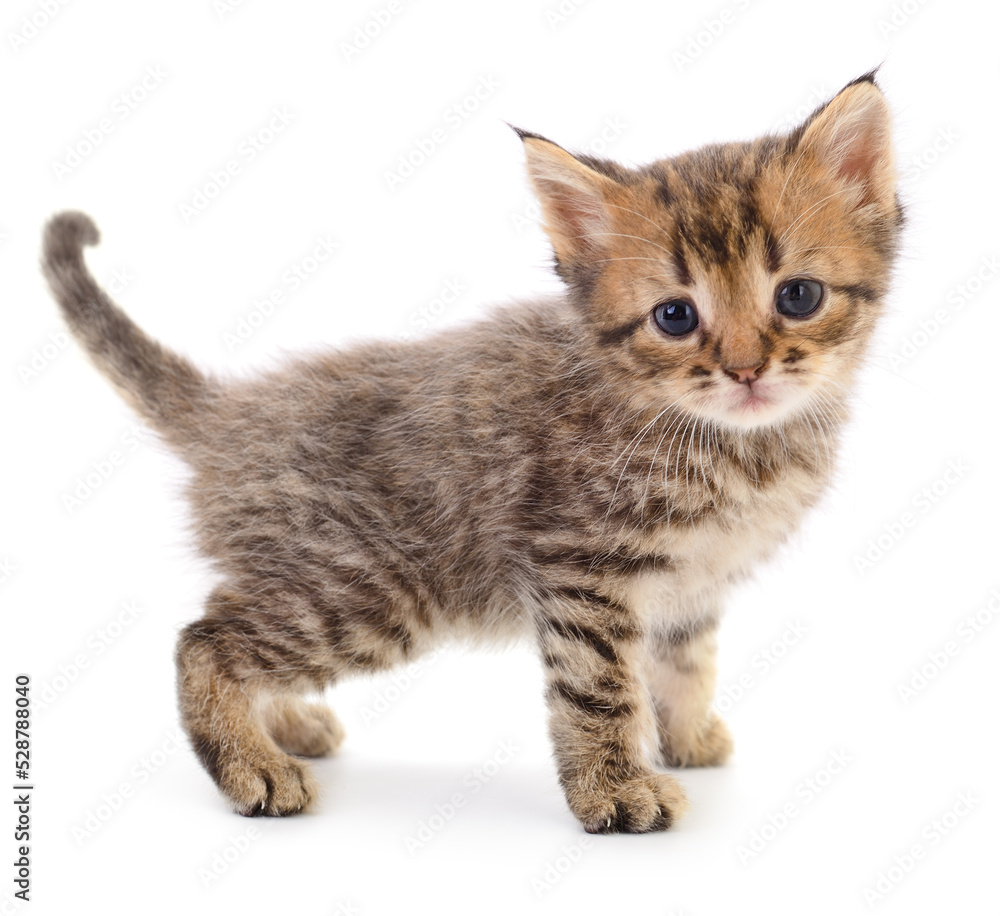 Kitten on white background. Kitten on white background.