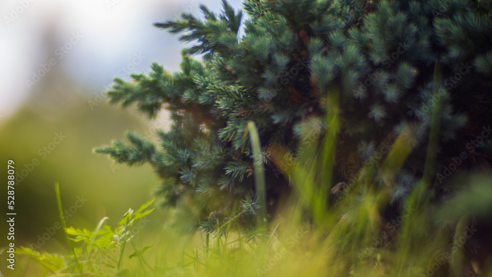 Background with closeup of forest green plants and grass. Beautiful natural landscape with a blurred background and copyspace Background with closeup of forest green plants and grass. Beautiful natural landscape with a blurred background and copyspace