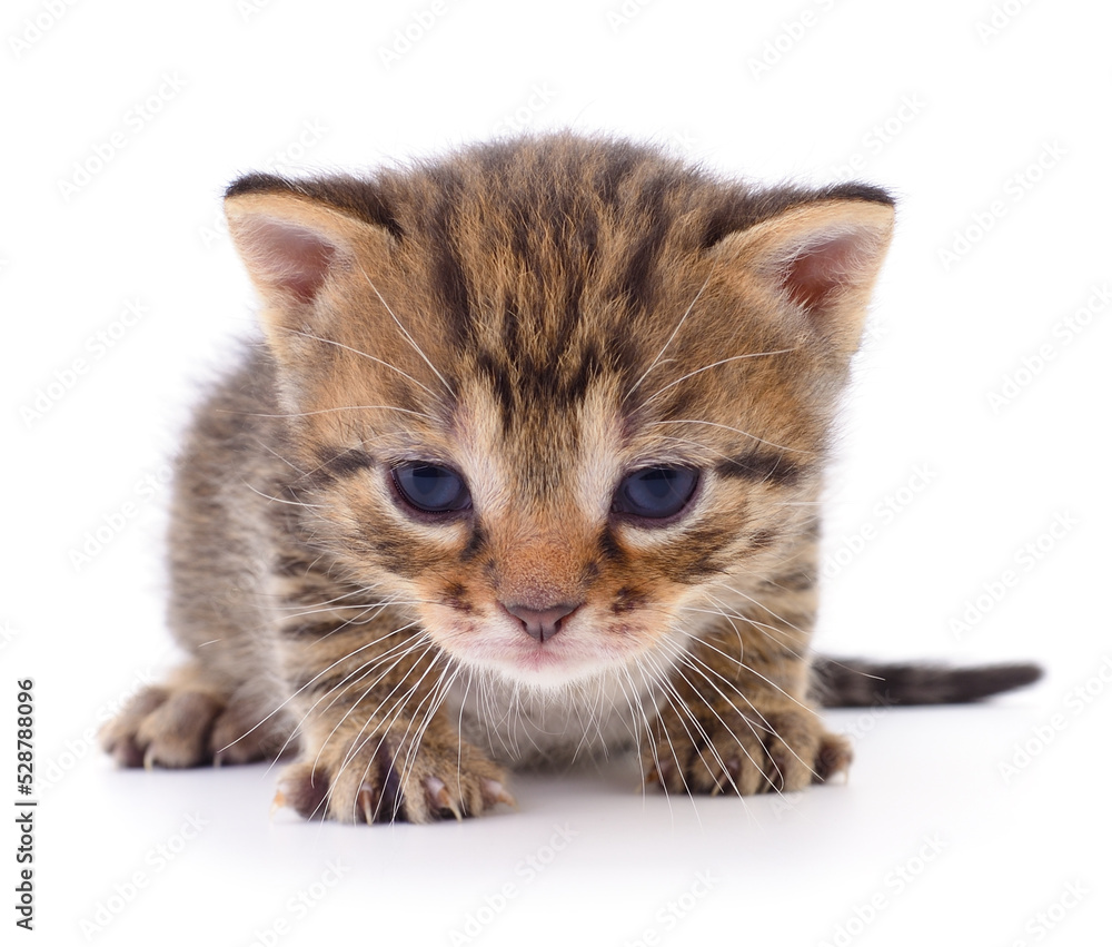 Fototapeta premium Kitten on white background.