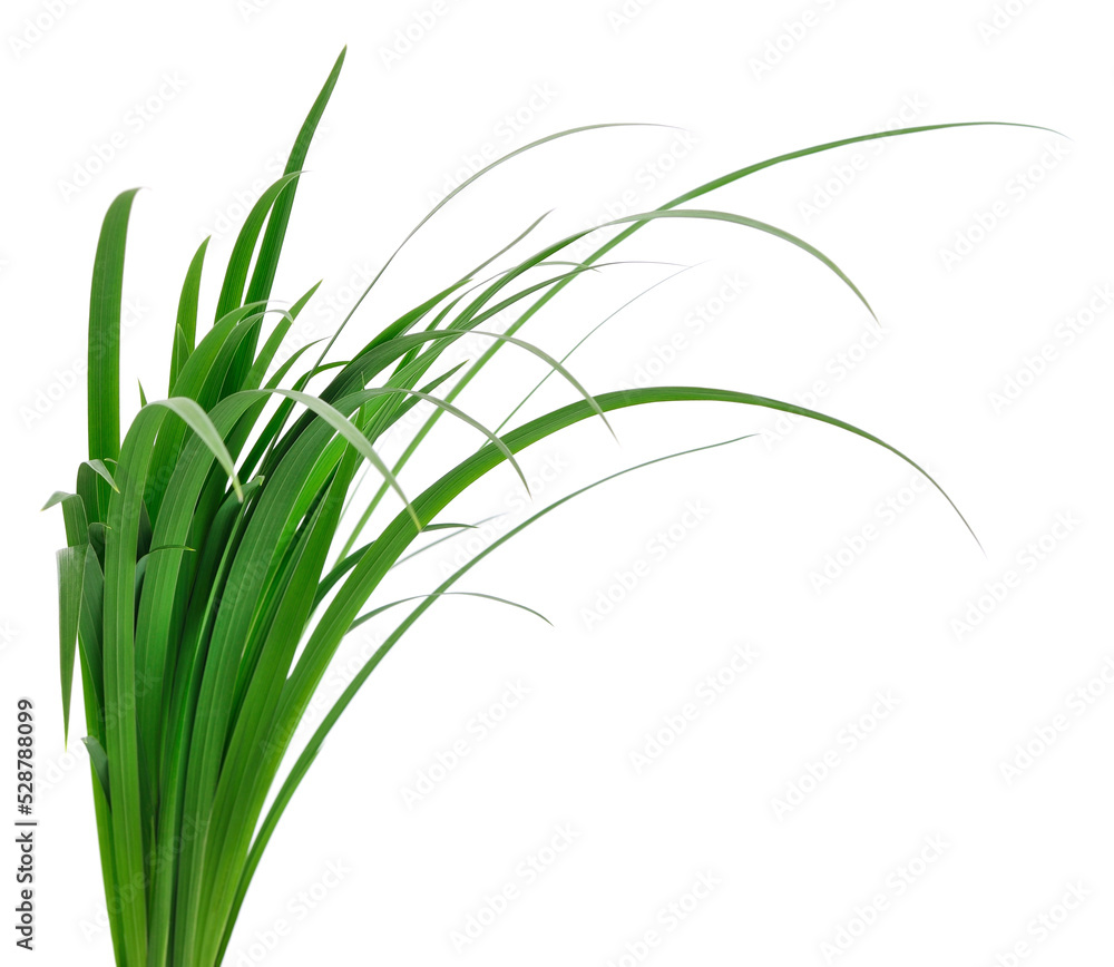 Fototapeta premium Green grass leaves.