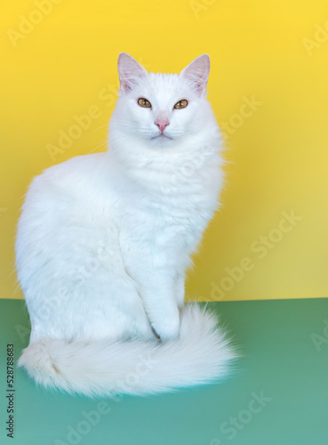 White cat in green and yellow background  September 7th  Brazil s independence day