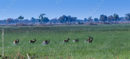 Tableau sur toile Red lechwe antelope runs through a wetland in the Okavango Delta in Botswana