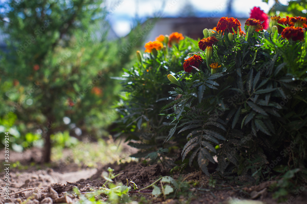 Background panorama of flowers in a bed near the house. Beautiful natural countryside landscape with strong blurry background Background panorama of flowers in a bed near the house. Beautiful natural countryside landscape with strong blurry background