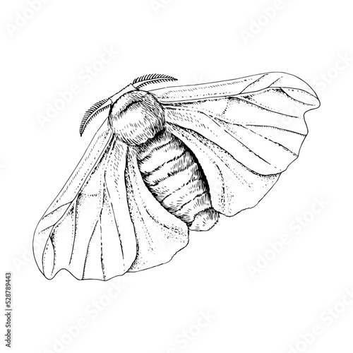 Silk moth isolated on a white background