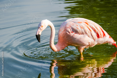 pink flamingo in water