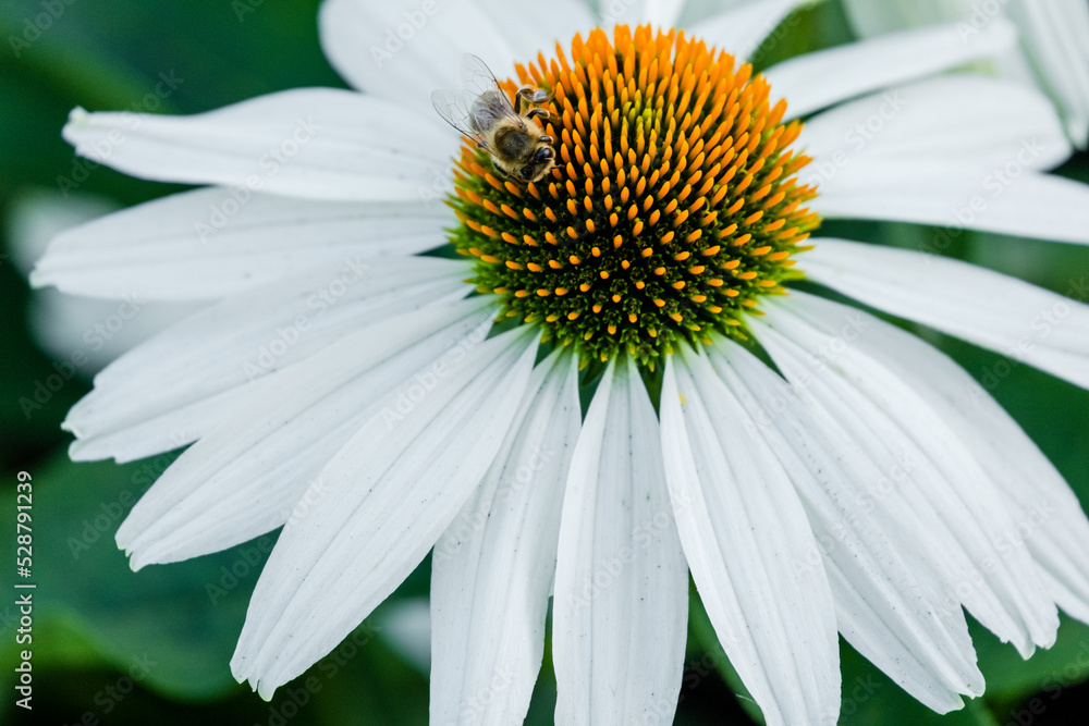 Obraz premium daisy in the garden