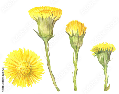 Yellow flowers tussilago in Watercolor. The first spring flowers coltsfoot. Foalfoot isolated on 
transparent background. Watercolor illustration. Field flowers. plants used in medicine photo