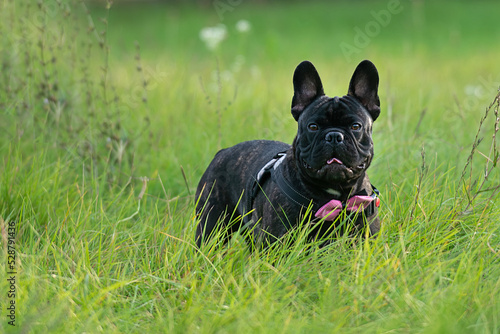 portrait of a dog breed french bulldog of brindle dark color with a bright pink bow - tie around his neck for a walk in the green grass