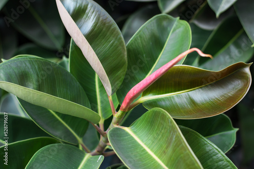 The deep red shiny leaves of Ficus elastica, Rubber Plant, growing outdoors in Fuerteventura, Canary Islands, Spain