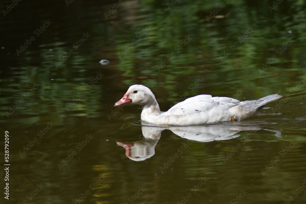 Pato blanco nadando en un estanque con reflejo en el agua