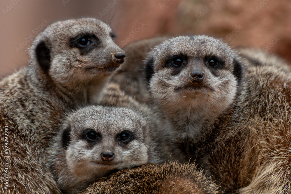 Fototapeta premium Portrait of three cute meerkats cuddling