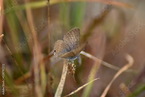 Fotografia Bella mariposa sobre un junco con fondo difuminado (macro)