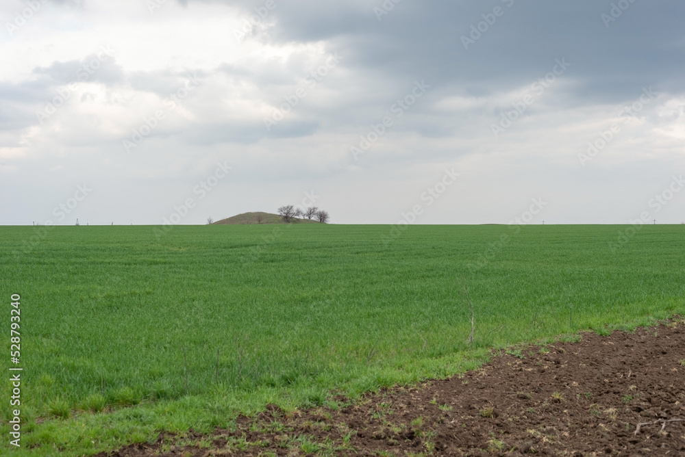 Ukrainian landscape of a half-green field of grass against a cloudy sky