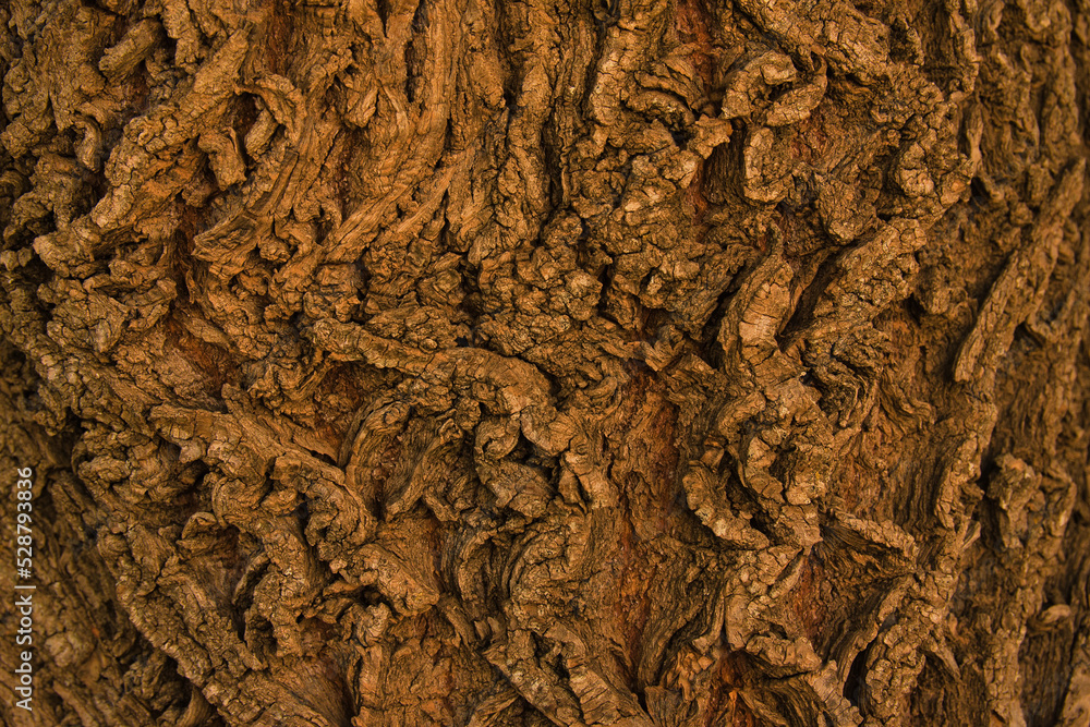 Natural tree trunk texture. Copy space for text. Rough and veined background in dark brown. Natural tree trunk texture. Copy space for text. Rough and veined background in dark brown.