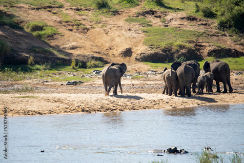 Community of African elephants in the African savannah at the edge of a lake to cool off with water. © Lifes_Sunday