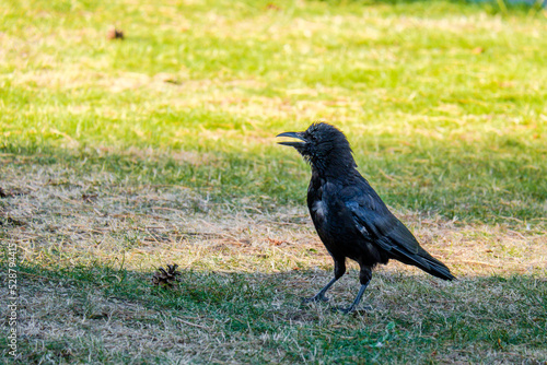 crow on the grass