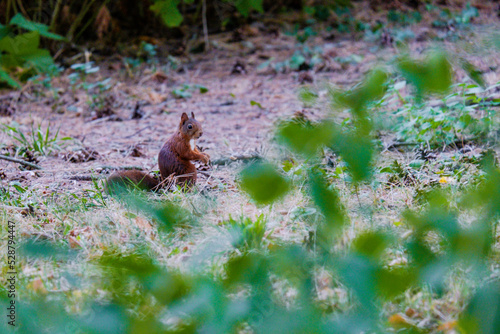 squirrel in the woods © Visualmedia