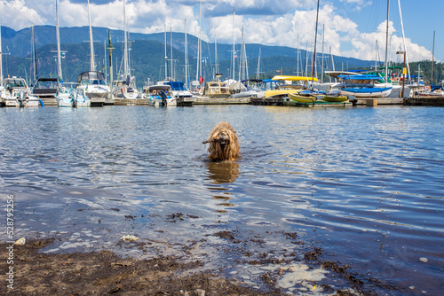 hairy dog in sea in front of harbour with colourful ships and mountains