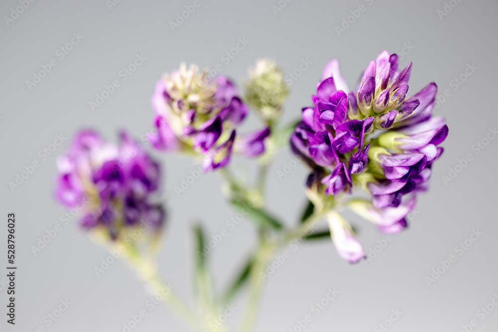 Obraz premium Wildflower in purple color, macro, isolated on black background.