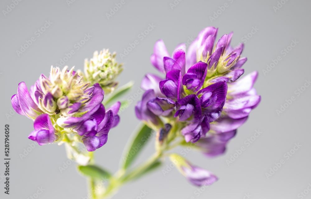 Obraz premium Wildflower in purple color, macro, isolated on black background.