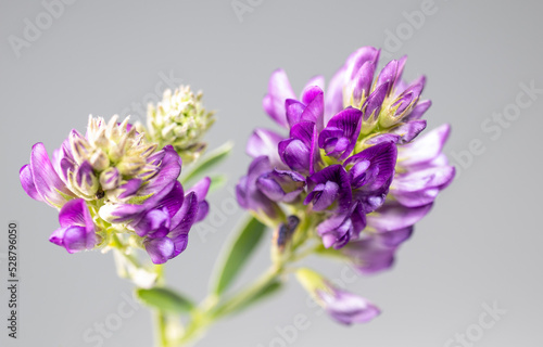 Wildflower in purple color  macro  isolated on black background.