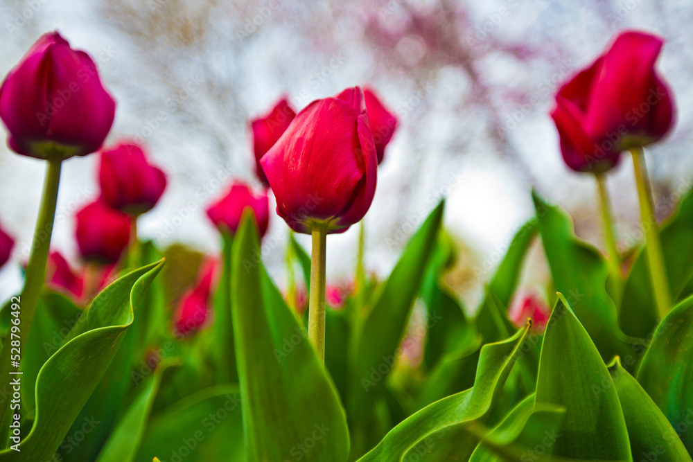 Fototapeta premium Red - Oranges Tulip green leafs